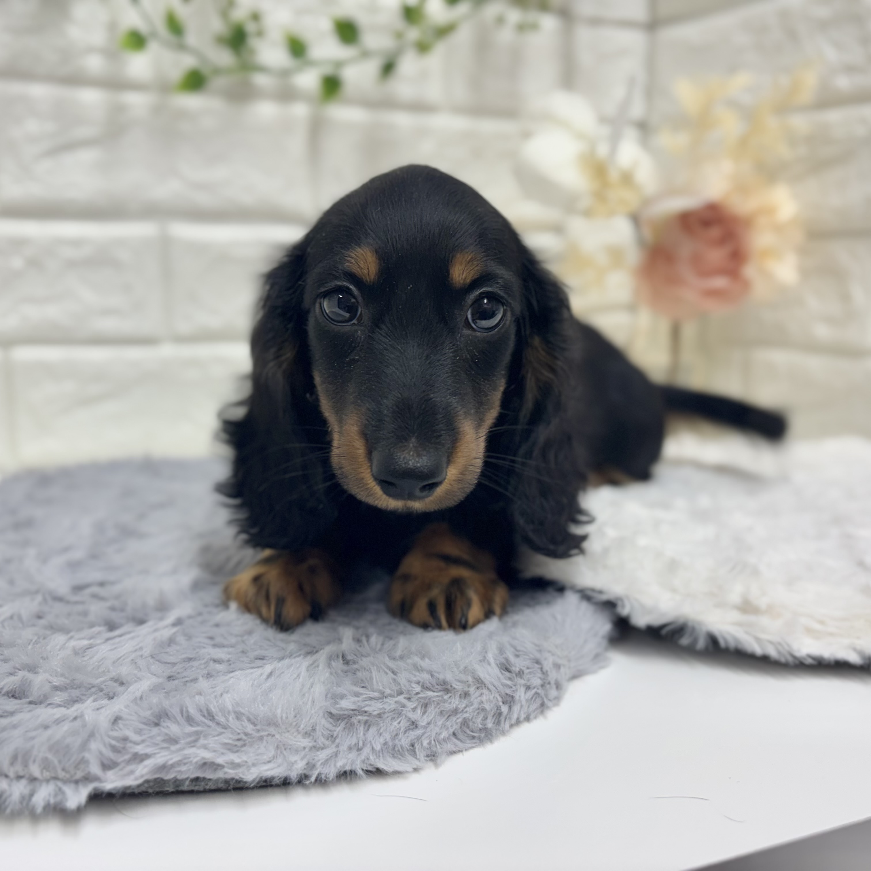 神奈川県のミニチュアダックスフンド(ロング) (犬の家＆猫の里相模原店/2025年12月11日生まれ/男の子/ブラックタン)の子犬の4枚目の画像