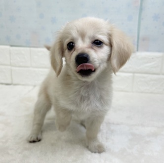 静岡県のチワックス(チワワ×ダックス) (犬の家＆猫の里マークイズ静岡店/2025年12月13日生まれ/男の子/クリーム)の子犬の4枚目の画像