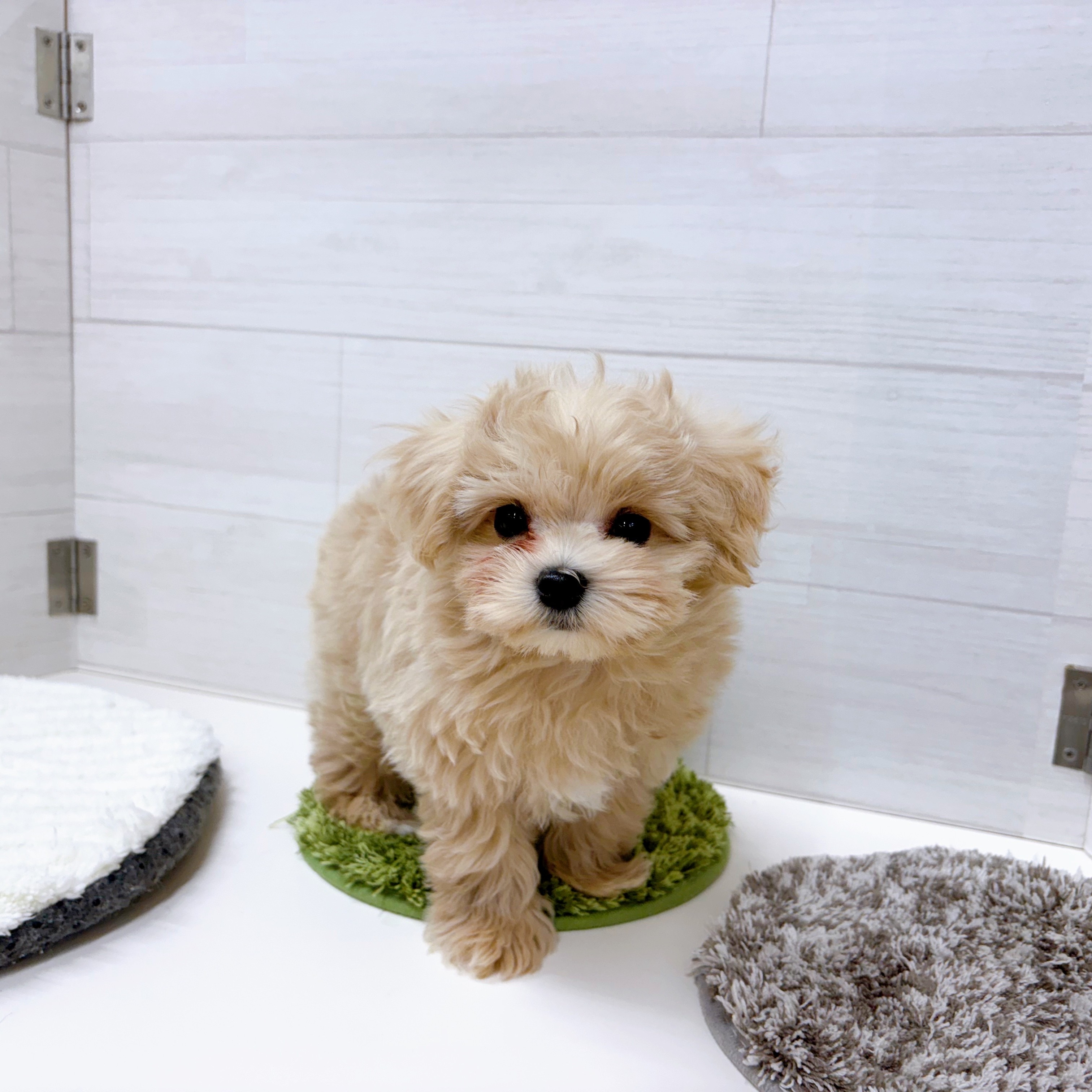 石川県のマルプー(マルチーズ×プードル) (犬の家＆猫の里アミーゴ金沢おこばた店/2025年12月13日生まれ/男の子/クリームホワイト)の子犬の4枚目の画像