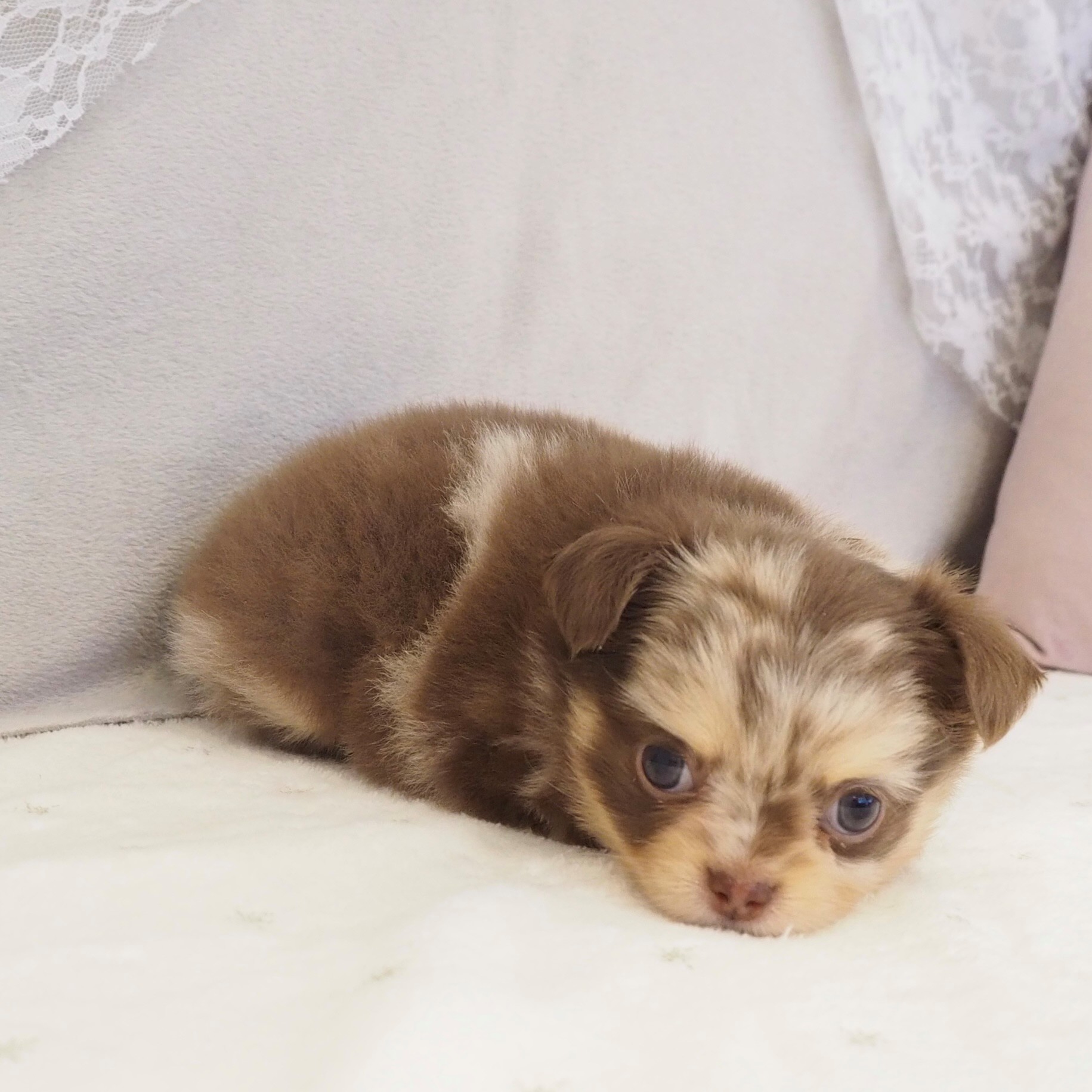 大阪府のチワワ(ロング) (犬の家＆猫の里もりのみやキューズモールBASE店/2025年12月12日生まれ/男の子/チョコレートマール)の子犬の4枚目の画像