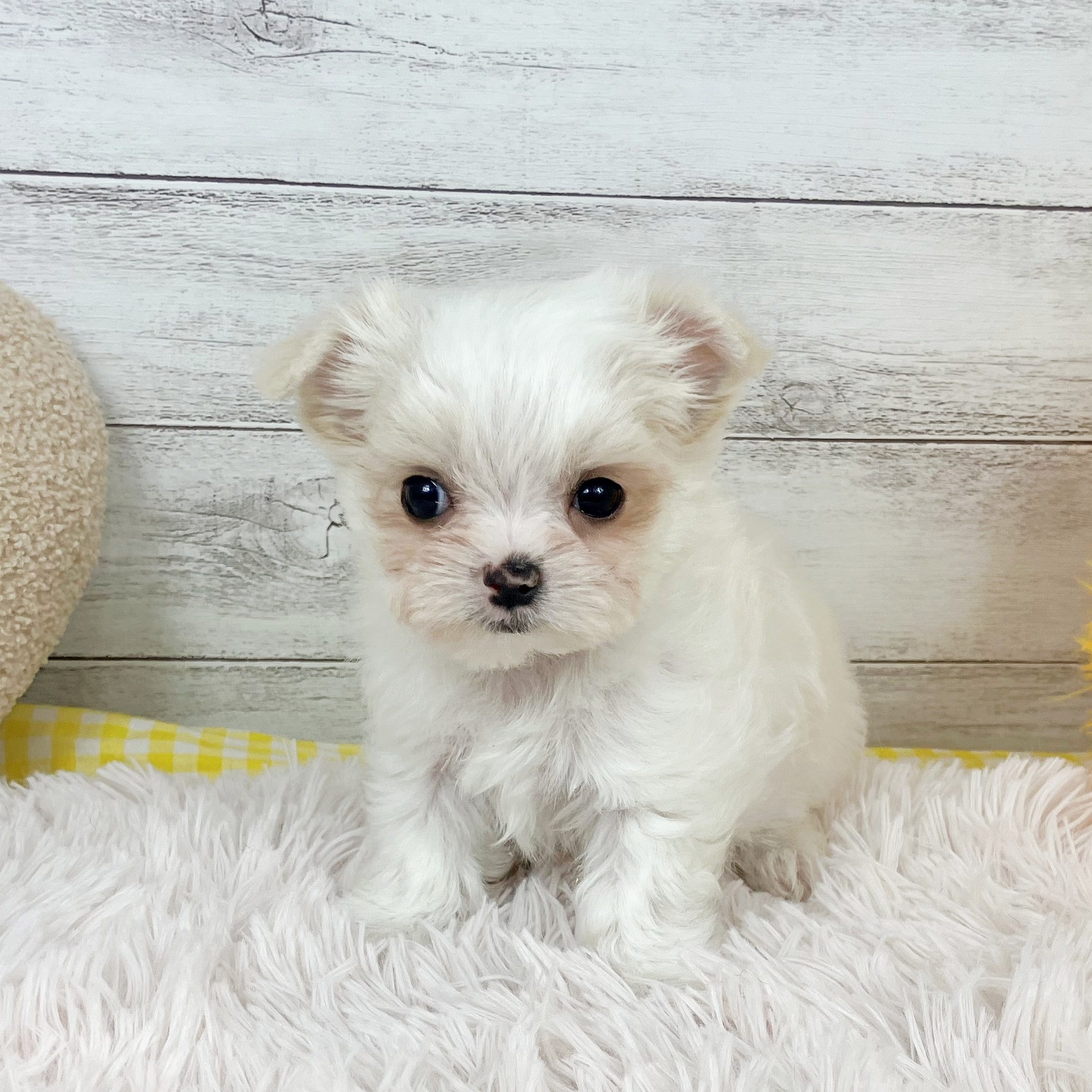 兵庫県のチワマル/マルチワ(チワワ×マルチーズ) (犬の家＆猫の里川西店/2025年12月9日生まれ/男の子/ホワイト)の子犬の4枚目の画像