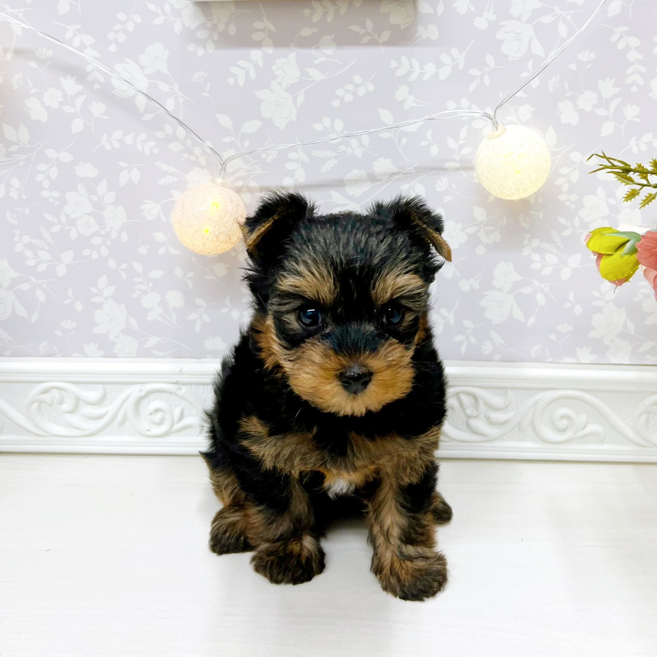 富山県のヨークシャーテリア (犬の家＆猫の里アミーゴ山室店/2025年12月14日生まれ/女の子/スチールブルータン)の子犬の4枚目の画像