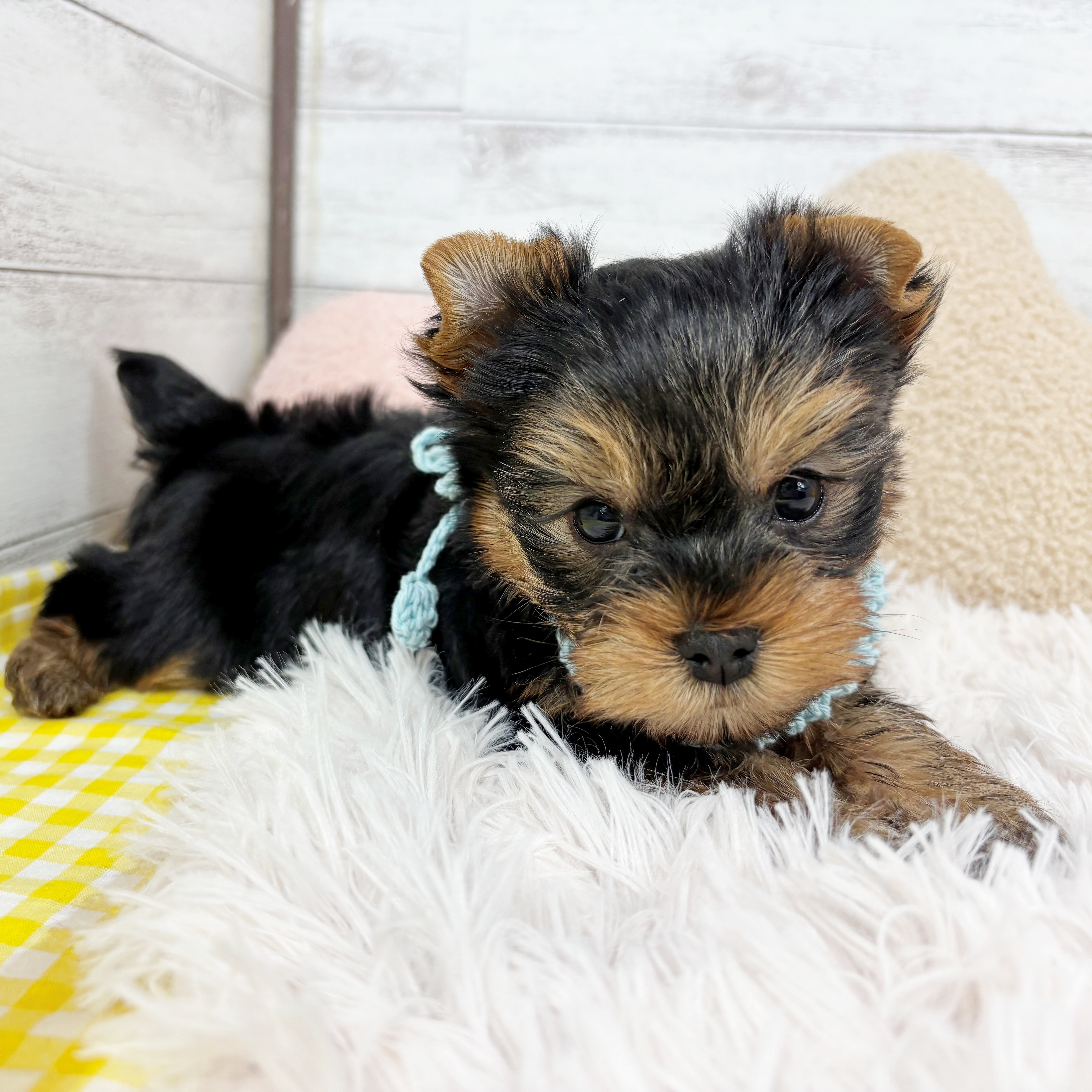 兵庫県のヨークシャーテリア (犬の家＆猫の里川西店/2025年12月14日生まれ/男の子/スチールブルータン)の子犬の4枚目の画像