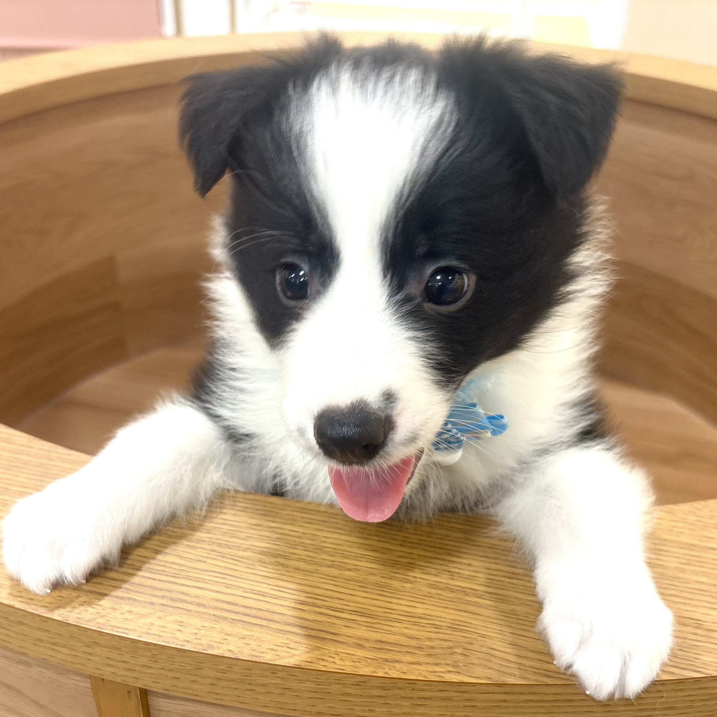 大阪府のボーダーコリー (犬の家＆猫の里そよら東岸和田店/2025年12月14日生まれ/男の子/ブラックホワイト)の子犬の4枚目の画像