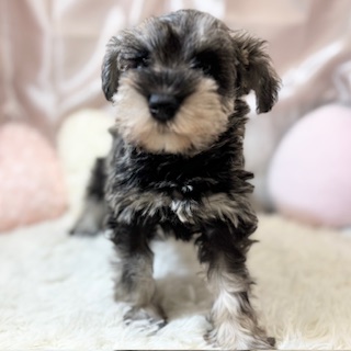 兵庫県のミニチュアシュナウザー (犬の家＆猫の里カナート西神戸店/2025年12月12日生まれ/男の子/ソルトペッパー)の子犬の4枚目の画像