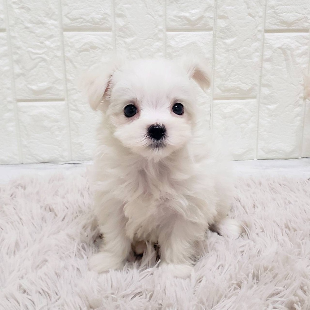 岡山県のチワマル/マルチワ(チワワ×マルチーズ) (犬の家＆猫の里岡山店/2025年12月13日生まれ/女の子/ホワイト)の子犬の4枚目の画像