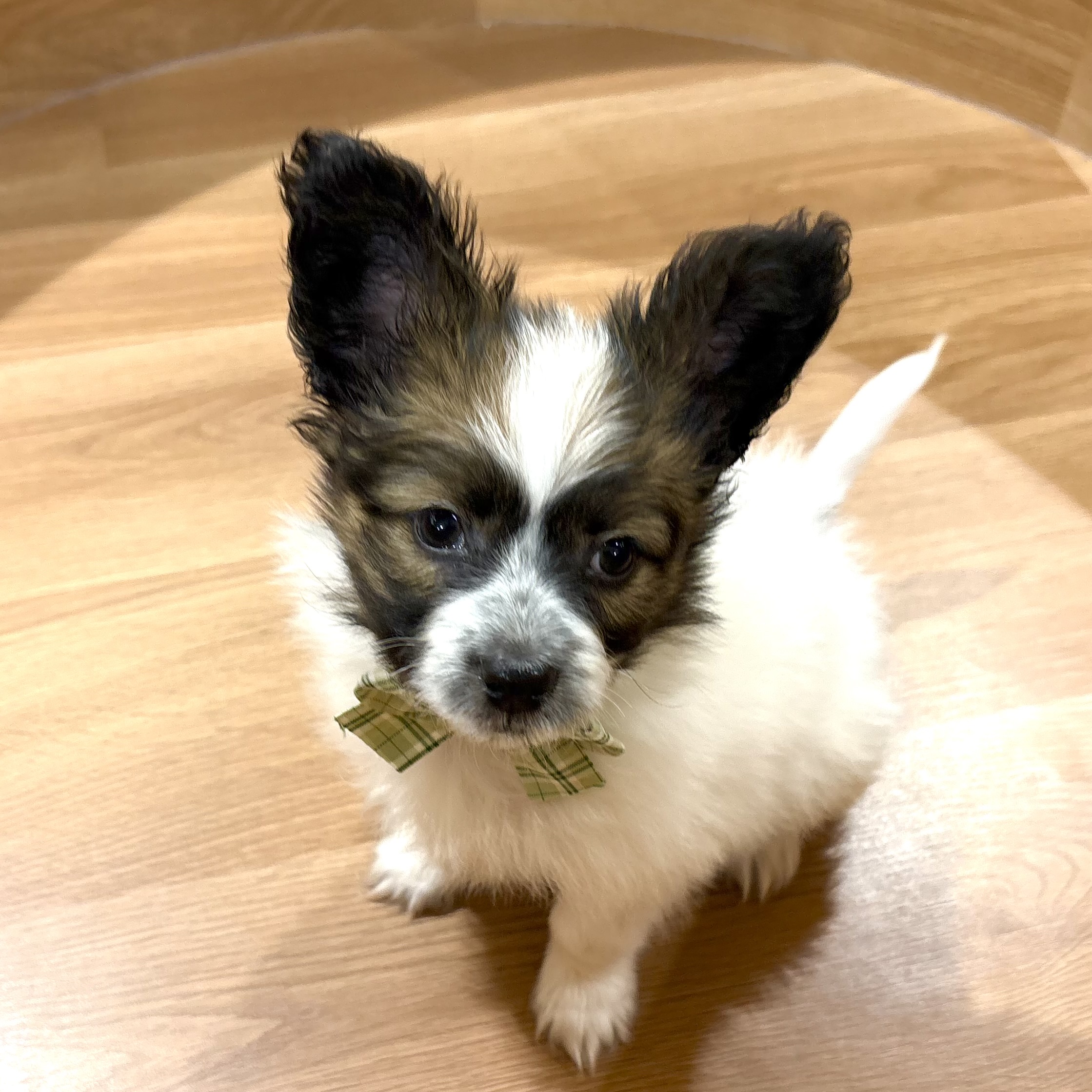 大阪府のパピヨン (犬の家＆猫の里そよら東岸和田店/2025年12月13日生まれ/男の子/ホワイトブラウン)の子犬の4枚目の画像