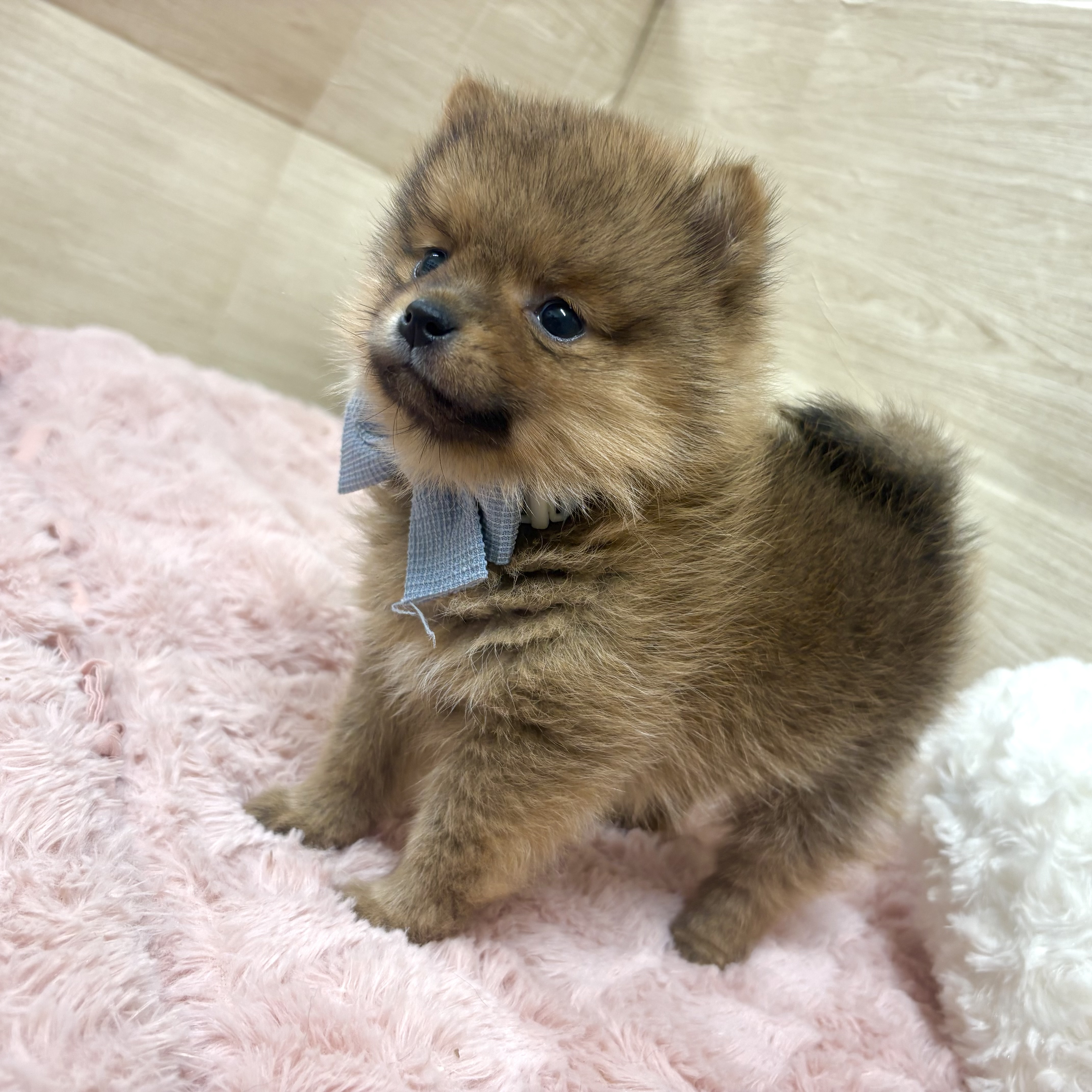 大阪府のポメ柴/豆ポメ/ポメ豆柴(ポメラニアン×柴犬) (犬の家＆猫の里そよら東岸和田店/2025年12月14日生まれ/男の子/オレンジ)の子犬の4枚目の画像