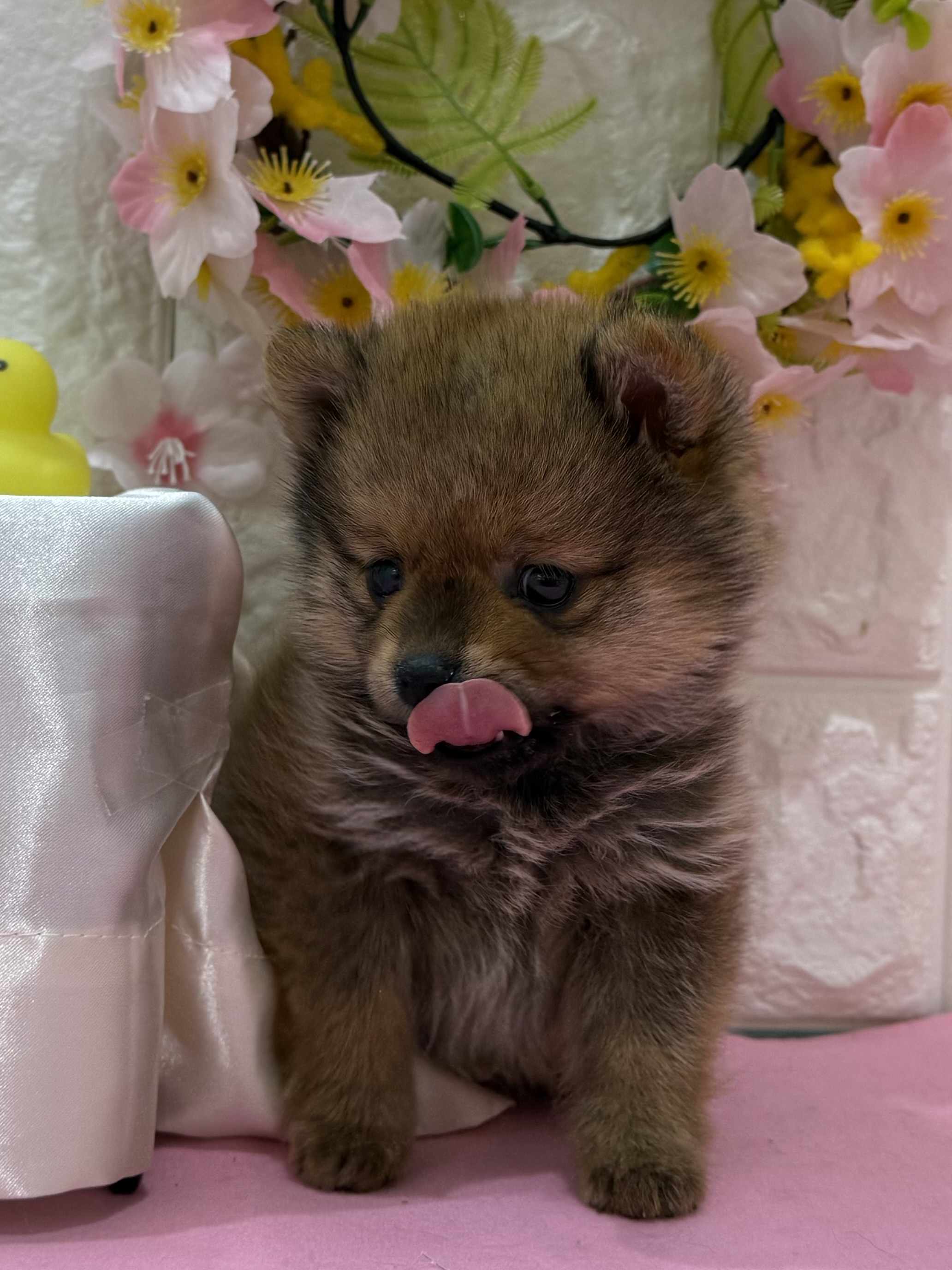 岡山県のポメ柴/豆ポメ/ポメ豆柴(ポメラニアン×柴犬) (犬の家＆猫の里倉敷店/2025年12月14日生まれ/男の子/オレンジ)の子犬の4枚目の画像