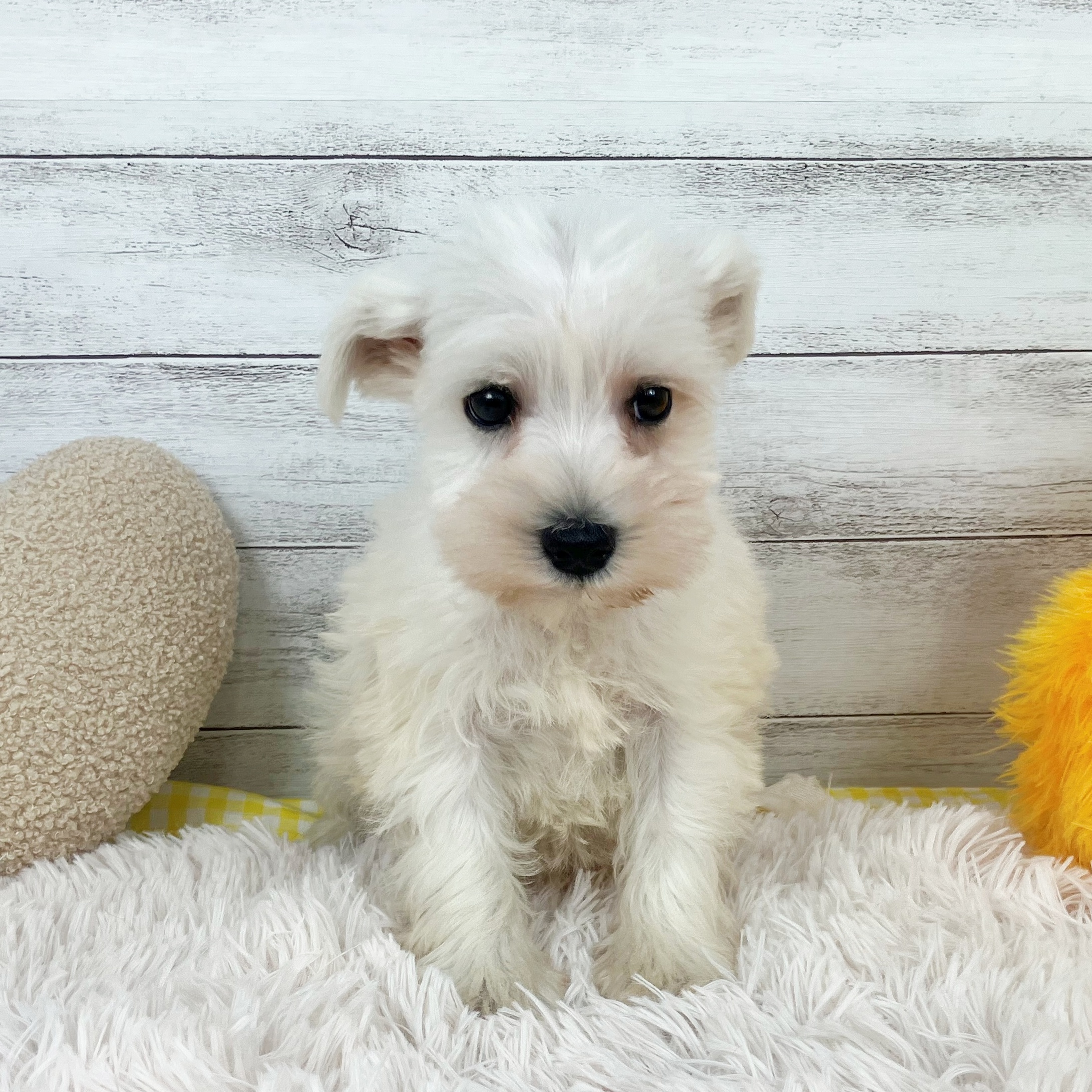 兵庫県のミニチュアシュナウザー (犬の家＆猫の里川西店/2025年12月13日生まれ/女の子/ホワイト)の子犬の4枚目の画像