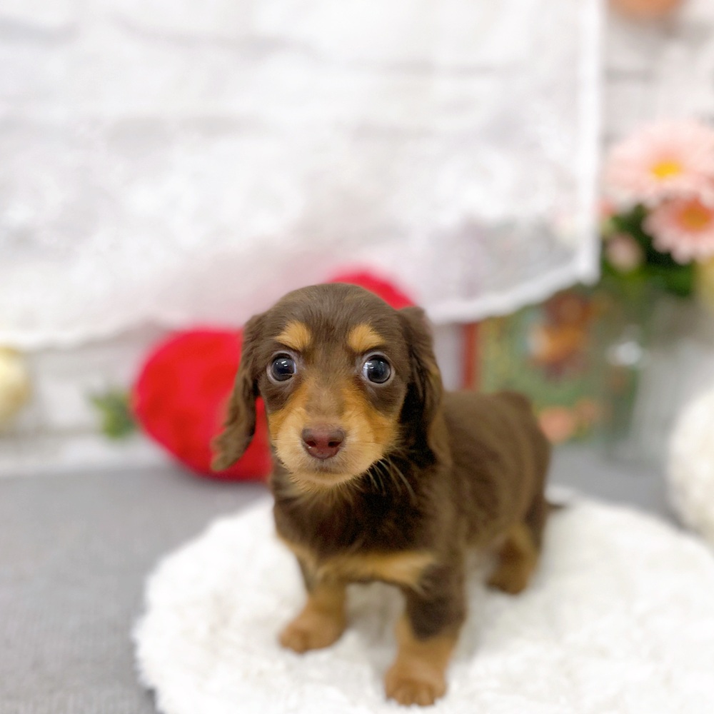 京都府のカニンヘンダックスフンド(ロング) (犬の家＆猫の里京都樟葉店/2025年12月13日生まれ/女の子/ブラウンタン)の子犬の4枚目の画像