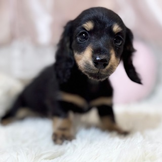 兵庫県のカニンヘンダックスフンド(ロング) (犬の家＆猫の里カナート西神戸店/2025年12月10日生まれ/女の子/ブラックイエロー)の子犬の4枚目の画像