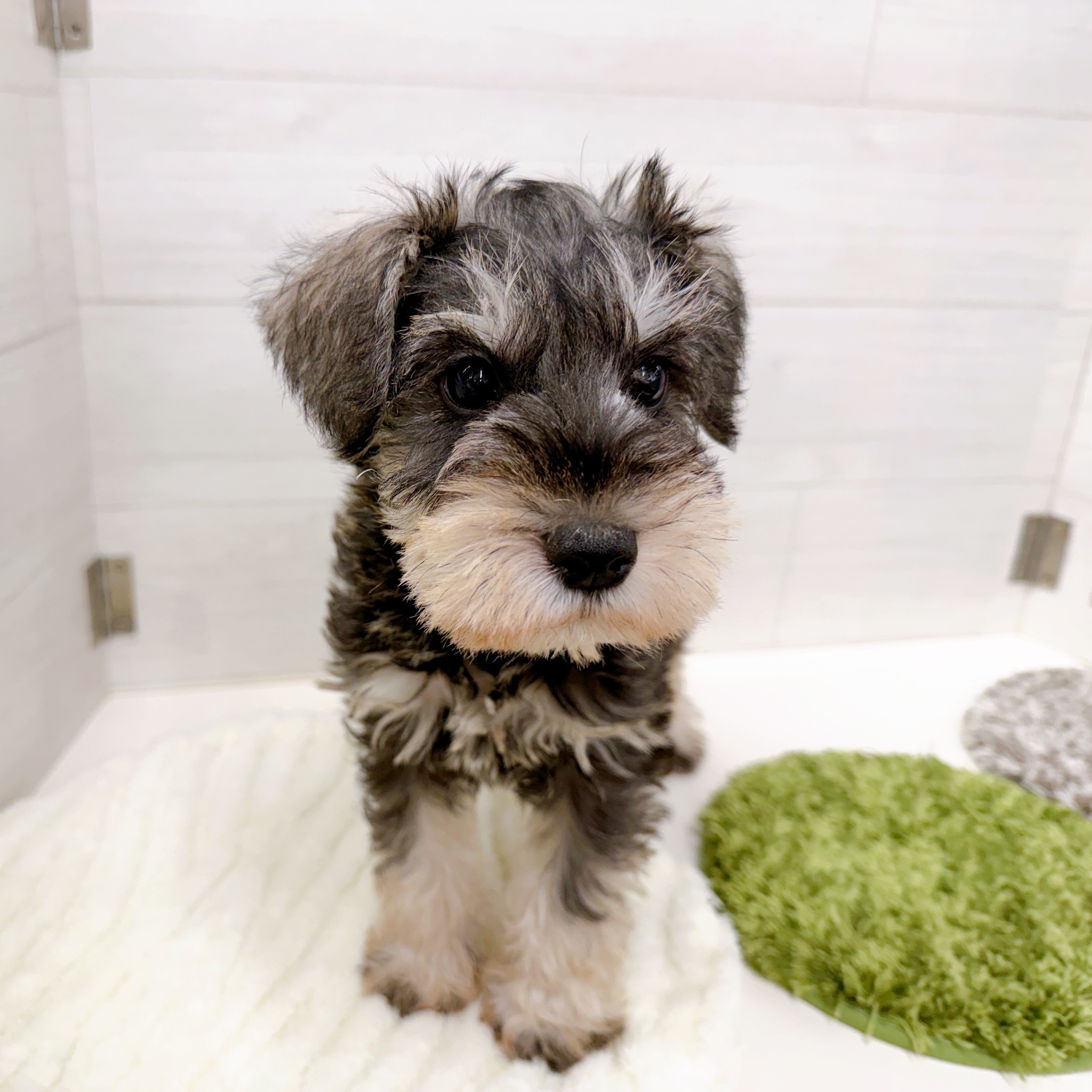 石川県のミニチュアシュナウザー (犬の家＆猫の里アミーゴ金沢おこばた店/2025年12月11日生まれ/男の子/ソルトペッパー)の子犬の4枚目の画像