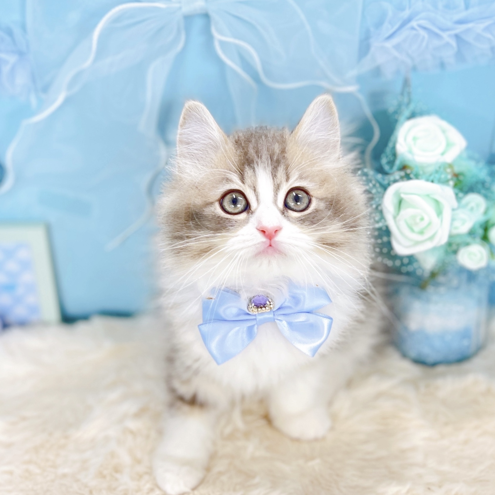 福井県のスコティッシュフォールド (犬の家＆猫の里アミーゴ福井大和田店/2025年12月2日生まれ/男の子/ブルータビーホワイト)の子猫