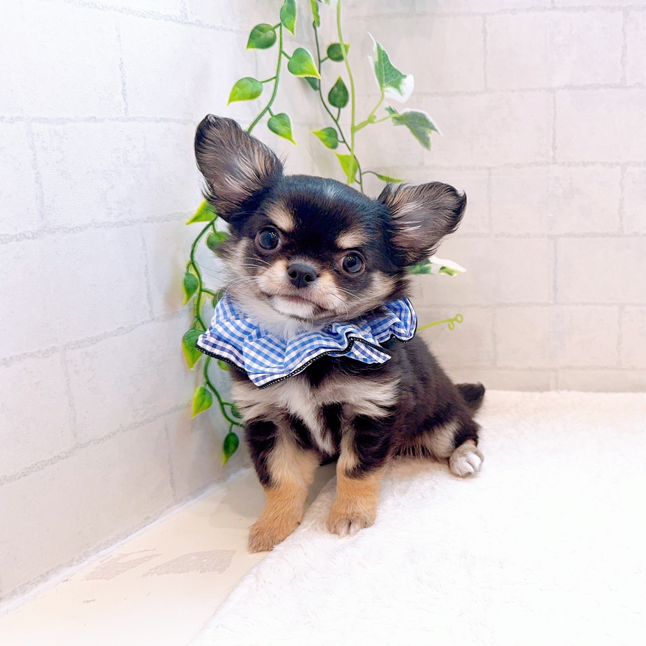 石川県のチワワ(ロング) (犬の家＆猫の里金沢店/2025年12月11日生まれ/男の子/ブラックタン)の子犬の4枚目の画像