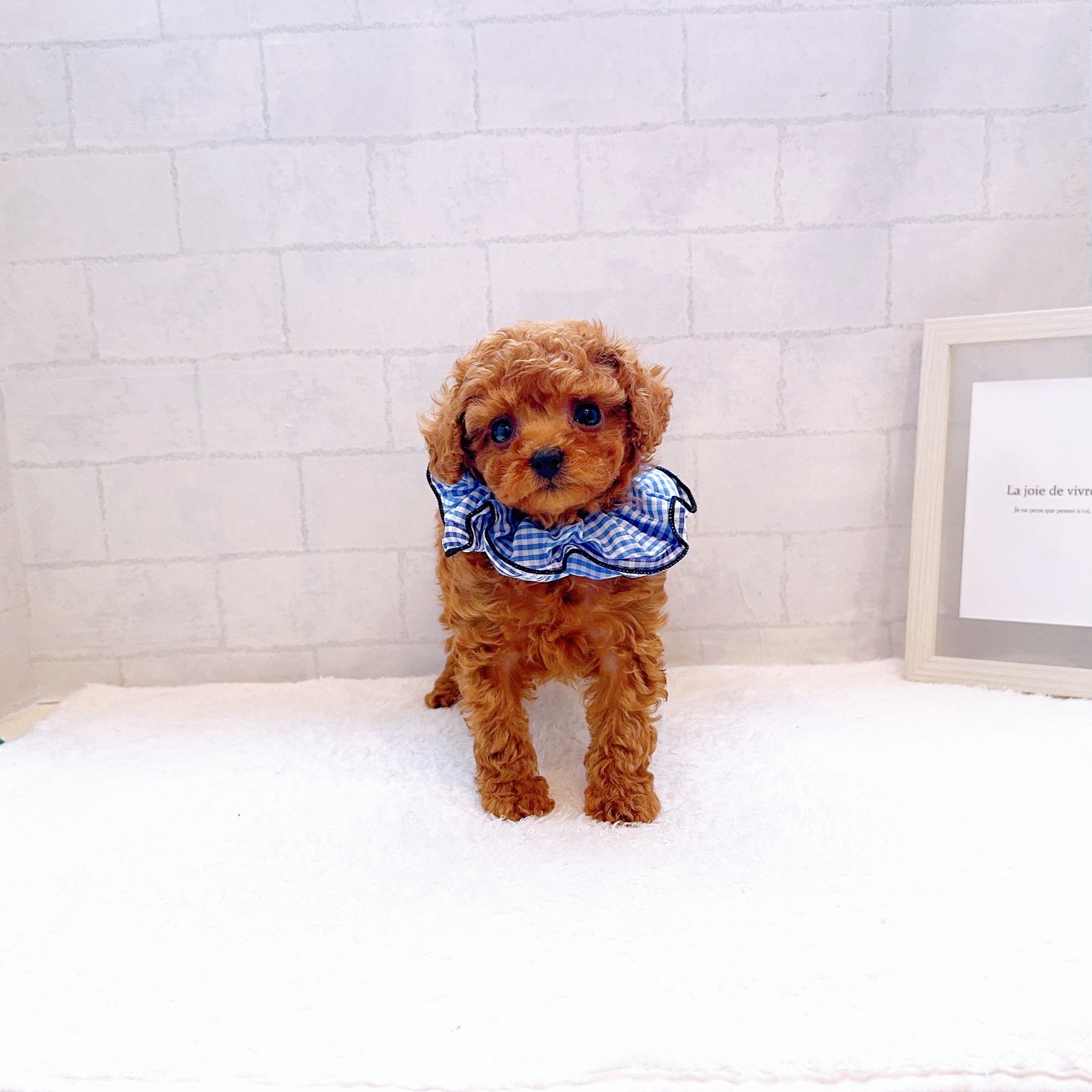 石川県のトイプードル(トイ) (犬の家＆猫の里金沢店/2025年12月13日生まれ/男の子/レッドフォーン)の子犬の4枚目の画像