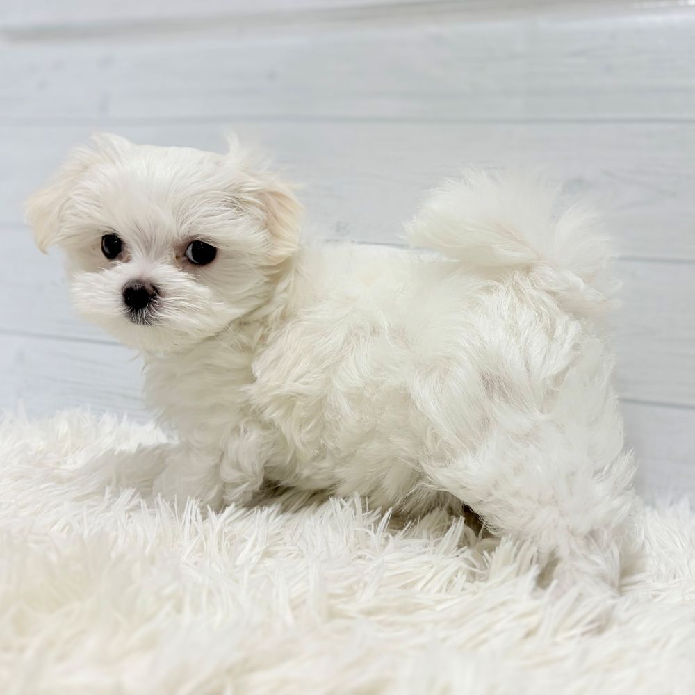 愛知県のマルチーズ (犬の家＆猫の里豊田店/2025年12月15日生まれ/女の子/ホワイト)の子犬の4枚目の画像