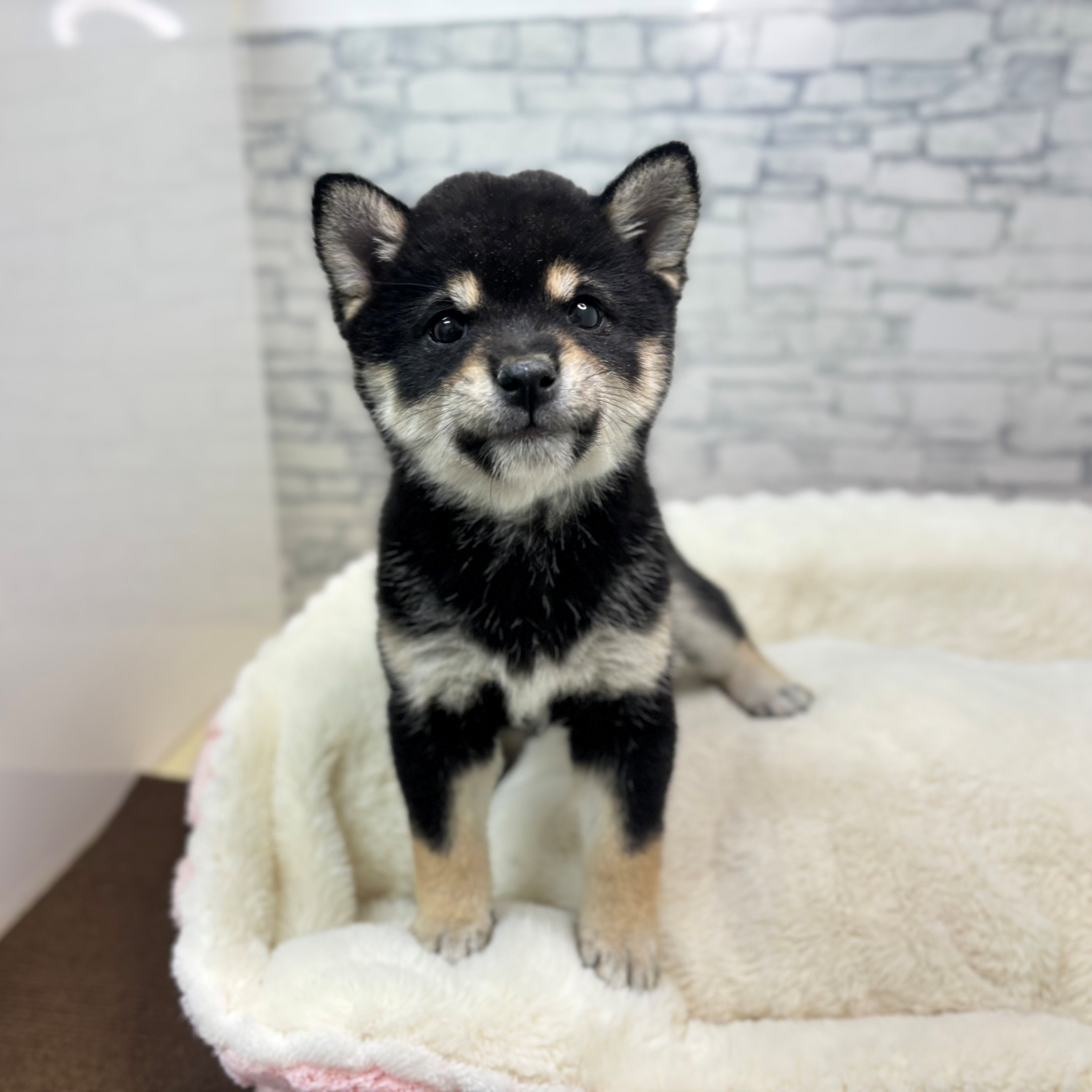 長野県の豆柴 (犬の家＆猫の里長野店/2025年12月12日生まれ/女の子/黒)の子犬の1枚目の画像