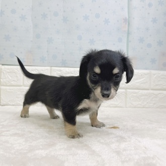 静岡県のチワックス(チワワ×ダックス) (犬の家＆猫の里マークイズ静岡店/2025年12月15日生まれ/女の子/ブラックタン)の子犬の4枚目の画像