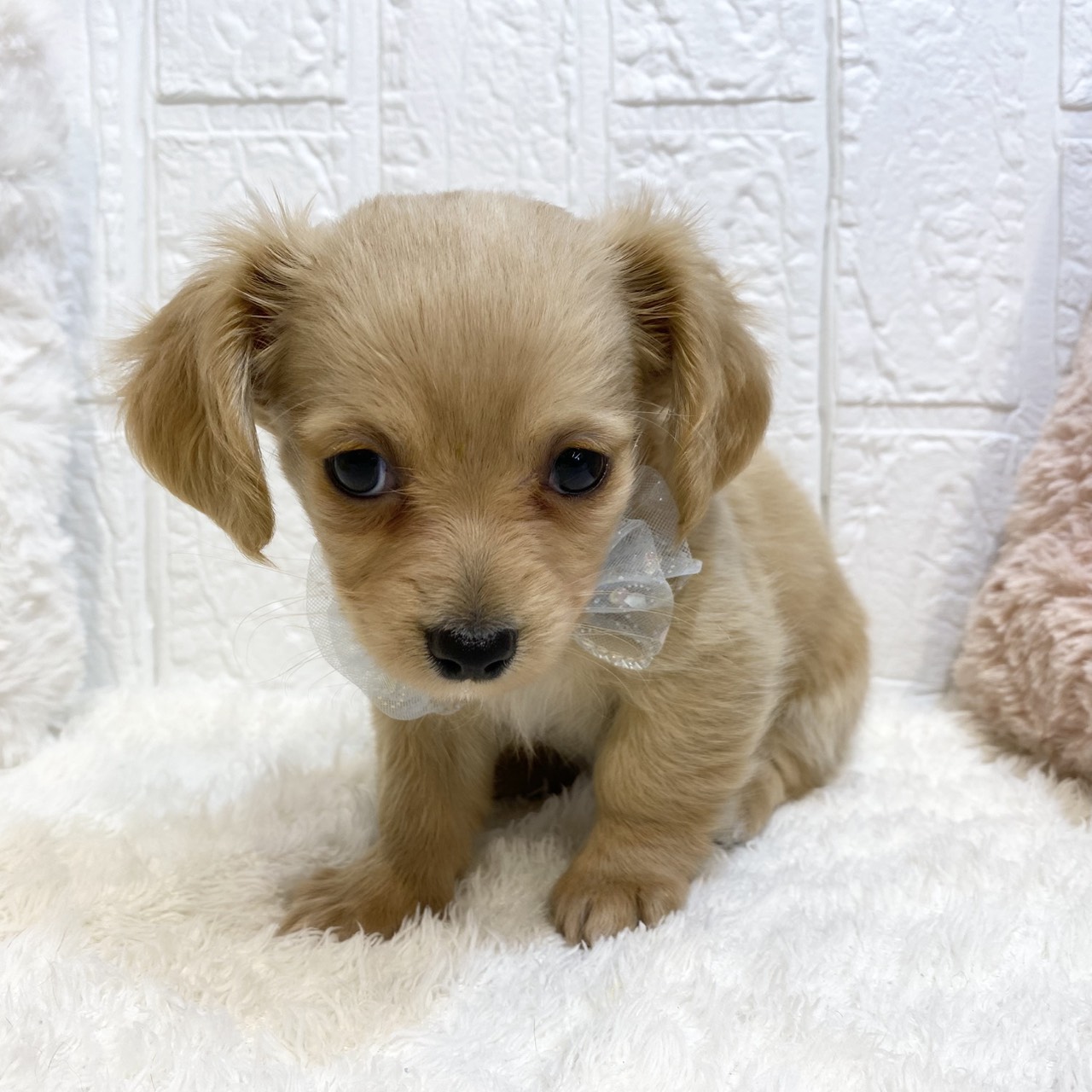 長野県のチワックス(チワワ×ダックス) (犬の家＆猫の里カインズ梓川店/2025年12月13日生まれ/男の子/クリーム)の子犬の4枚目の画像