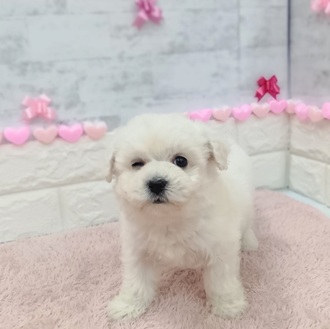 静岡県のビションフリーゼ (犬の家＆猫の里プレ葉ウォーク浜北店/2025年12月14日生まれ/女の子/ホワイト)の子犬の4枚目の画像