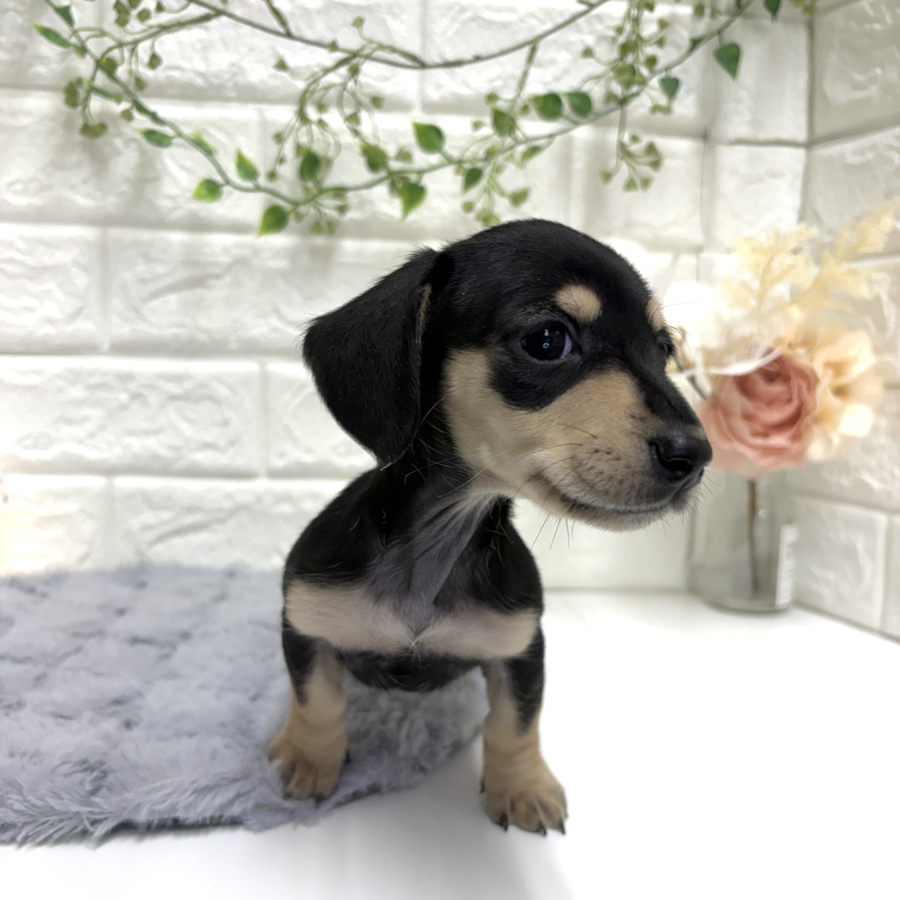 神奈川県のミニチュアダックスフンド(スムース) (犬の家＆猫の里相模原店/2025年12月14日生まれ/女の子/ブラッククリーム)の子犬の4枚目の画像