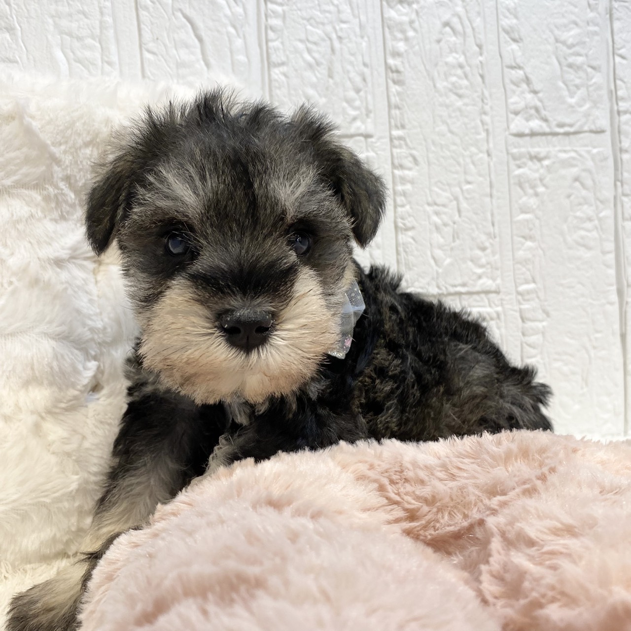 長野県のミニチュアシュナウザー (犬の家＆猫の里カインズ梓川店/2025年12月15日生まれ/男の子/ソルトペッパー)の子犬の4枚目の画像