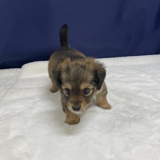 愛知県のチワックス(チワワ×ダックス) (犬の家＆猫の里一宮店/2025年12月14日生まれ/男の子/レッド)の子犬の4枚目の画像