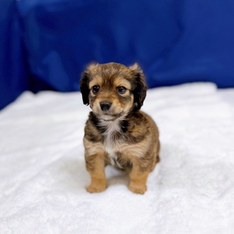 愛知県のチワックス(チワワ×ダックス) (犬の家＆猫の里一宮店/2025年12月14日生まれ/男の子/レッド)の子犬の4枚目の画像