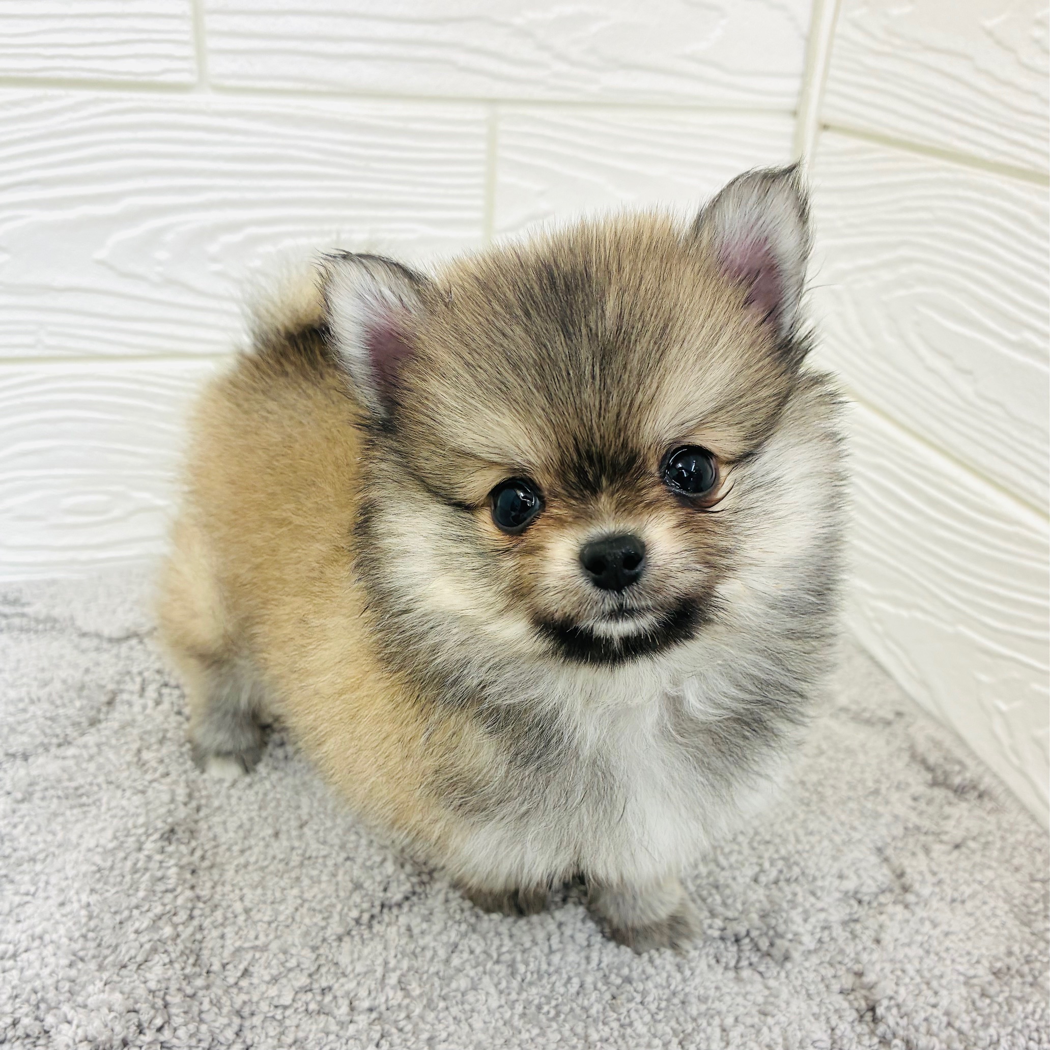 愛知県のポメチワ/チワポメ/ポメチー(ポメラニアン×チワワ) (犬の家＆猫の里七宝店/2025年12月16日生まれ/男の子/ウルフセーブル)の子犬の4枚目の画像