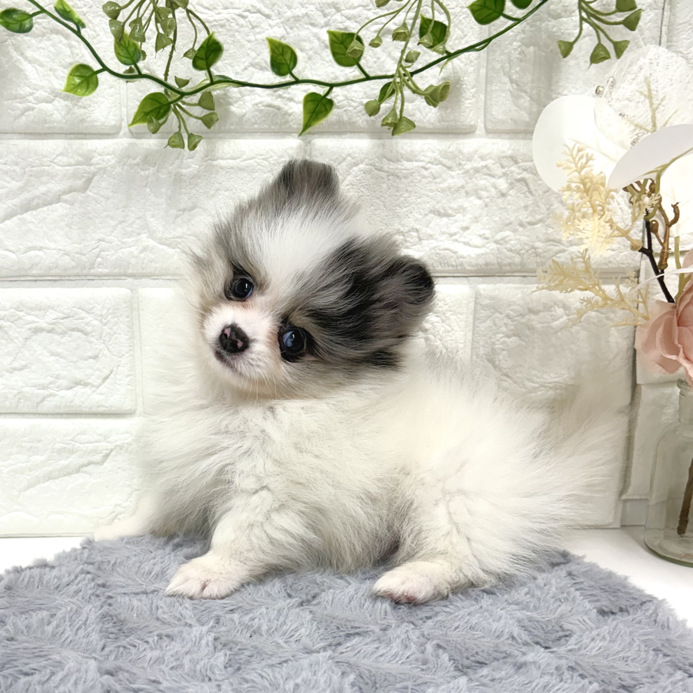 東京都のポメラニアン (犬の家＆猫の里ペットフォレスト小平店/2025年12月15日生まれ/男の子/ホワイト、ブルーマール＆タン)の子犬の4枚目の画像