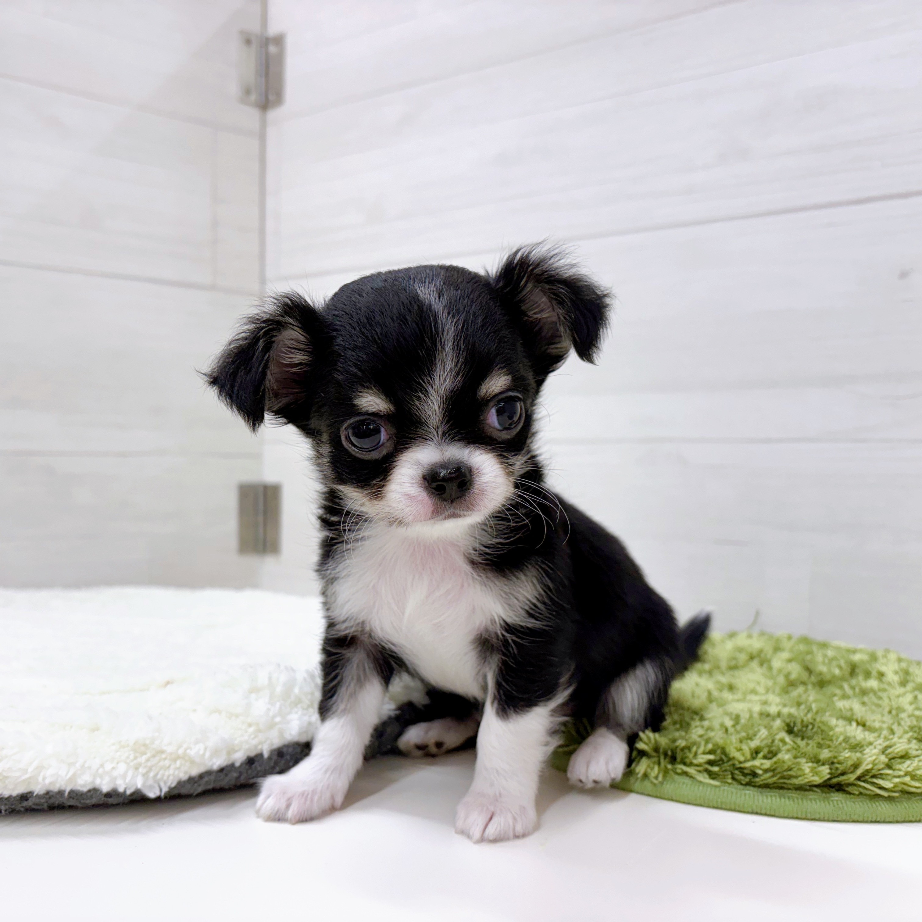石川県のチワワ(ロング) (犬の家＆猫の里アミーゴ金沢おこばた店/2025年12月16日生まれ/男の子/ブラックタンホワイト)の子犬の4枚目の画像