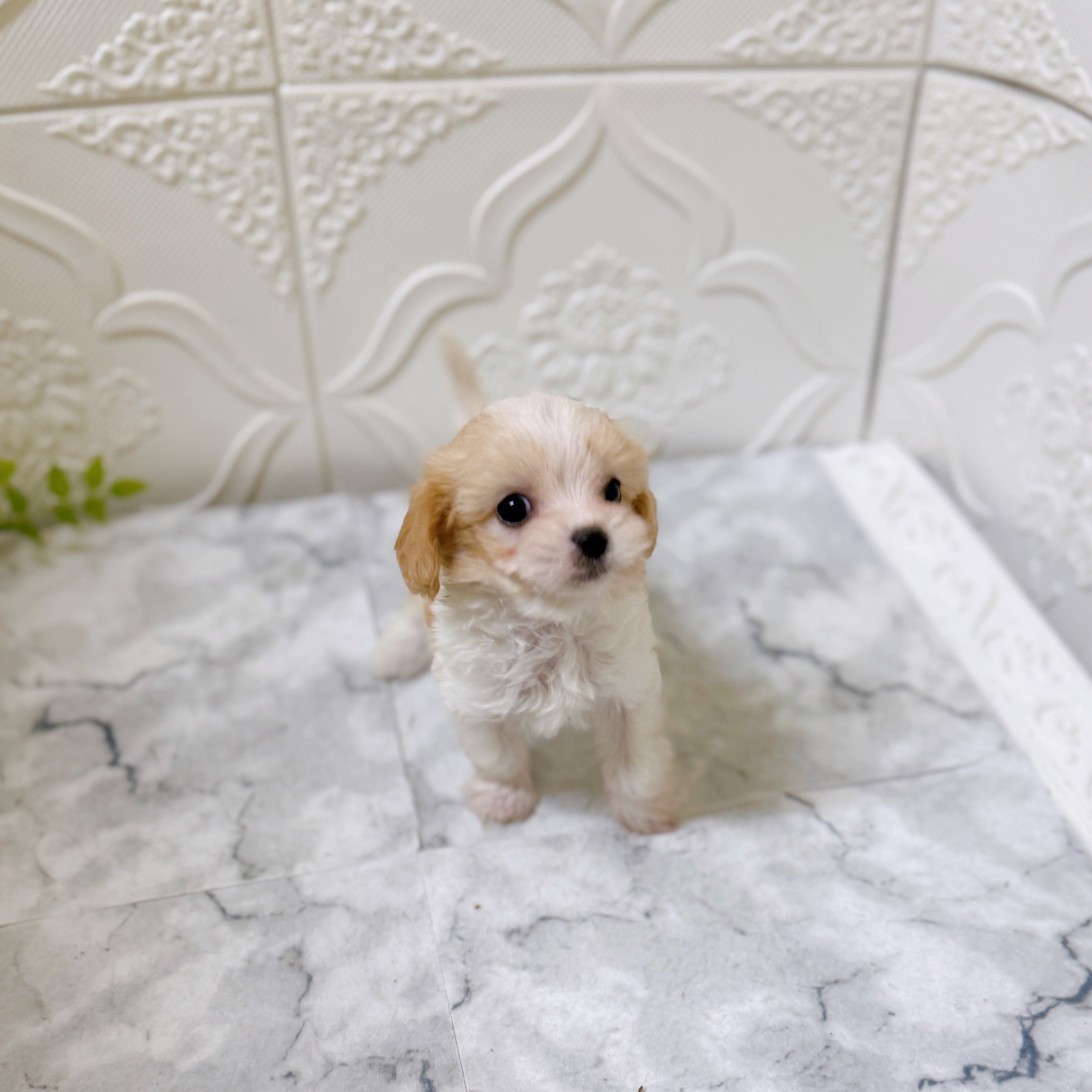 愛知県のマルキャバ/キャバチーズ(マルチーズ×キャバリア) (犬の家＆猫の里岡崎店/2025年12月15日生まれ/男の子/ブレンハイム)の子犬の4枚目の画像