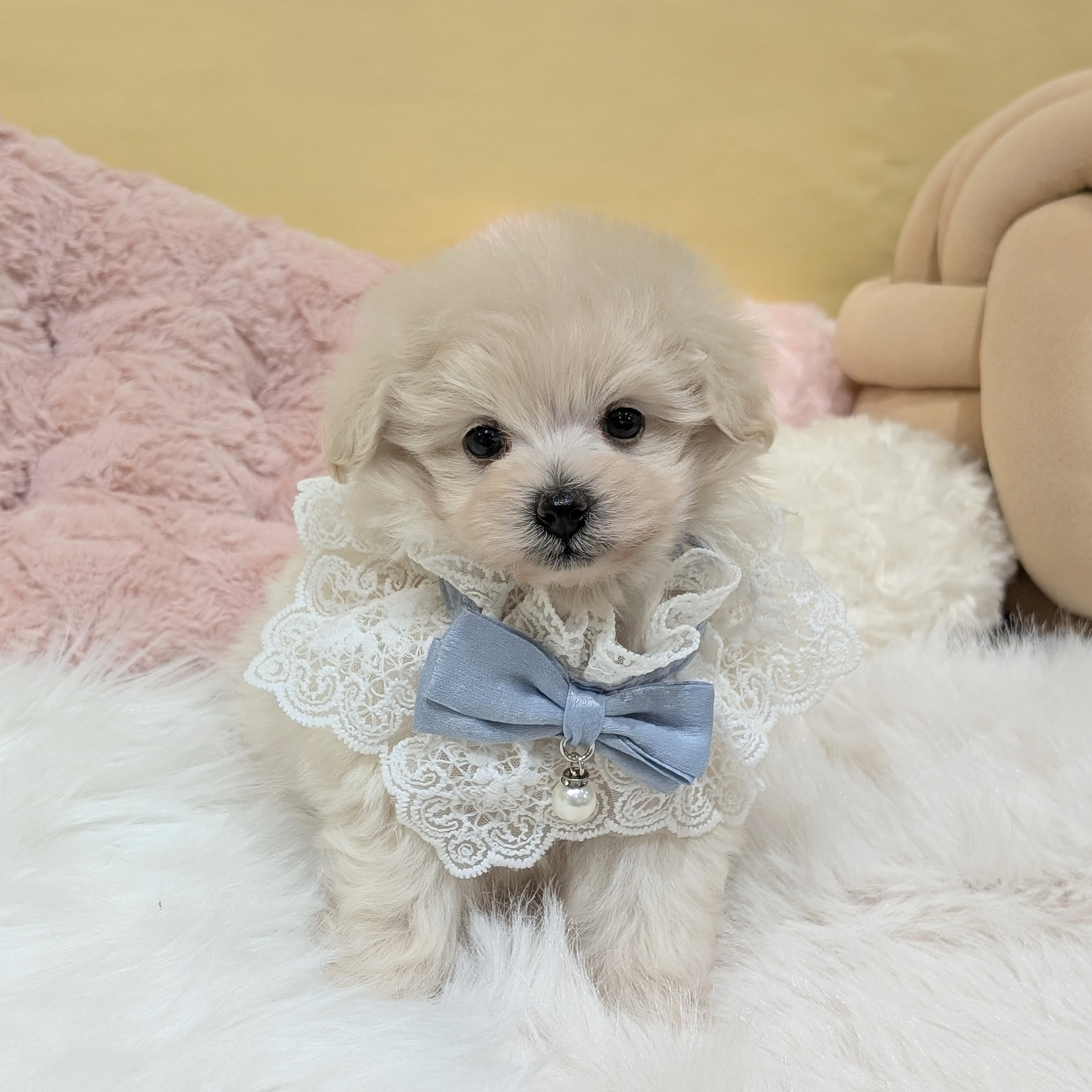 神奈川県のポメプー(ポメラニアン×プードル) (犬の家＆猫の里元住吉ブレーメン通り店/2025年12月13日生まれ/男の子/クリーム)の子犬の4枚目の画像