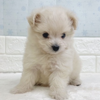 静岡県のポメプー(ポメラニアン×プードル) (犬の家＆猫の里マークイズ静岡店/2025年12月13日生まれ/女の子/クリーム)の子犬の4枚目の画像