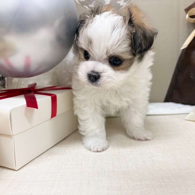 千葉県のチワマル/マルチワ(チワワ×マルチーズ) (犬の家＆猫の里ワンズモール稲毛店/2025年12月16日生まれ/女の子/ホワイトレッド)の子犬の4枚目の画像