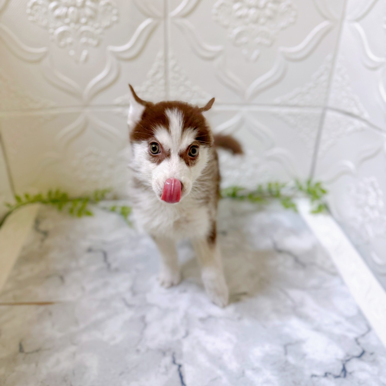 愛知県のシベリアンハスキー (犬の家＆猫の里岡崎店/2025年12月16日生まれ/女の子/チョコレートホワイト)の子犬の4枚目の画像