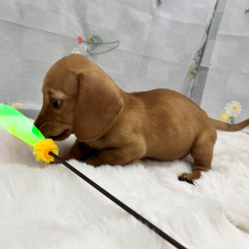 静岡県のミニチュアダックスフンド(スムース) (犬の家＆猫の里MEGAドン・キホーテ袋井店/2025年12月16日生まれ/女の子/ゴールド)の子犬の4枚目の画像