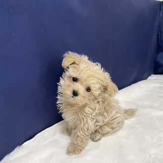 愛知県のマルプー(マルチーズ×プードル) (犬の家＆猫の里一宮店/2025年12月15日生まれ/女の子/クリームホワイト)の子犬の4枚目の画像