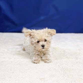 愛知県のマルプー(マルチーズ×プードル) (犬の家＆猫の里一宮店/2025年12月15日生まれ/女の子/クリームホワイト)の子犬の4枚目の画像