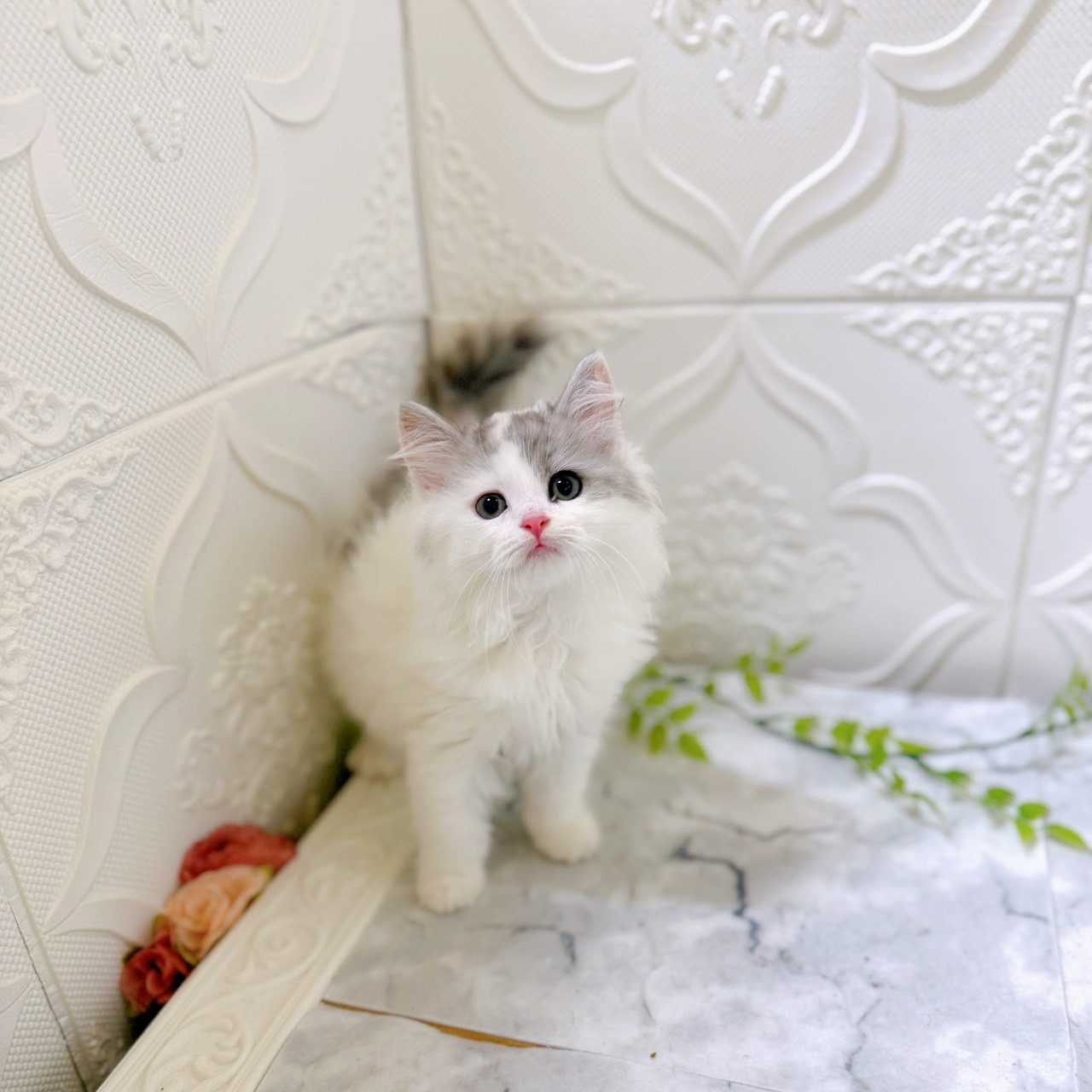 愛知県のサイベリアン (犬の家＆猫の里岡崎店/2025年12月15日生まれ/女の子/ダイリュートキャリコ)の子猫の4枚目の画像