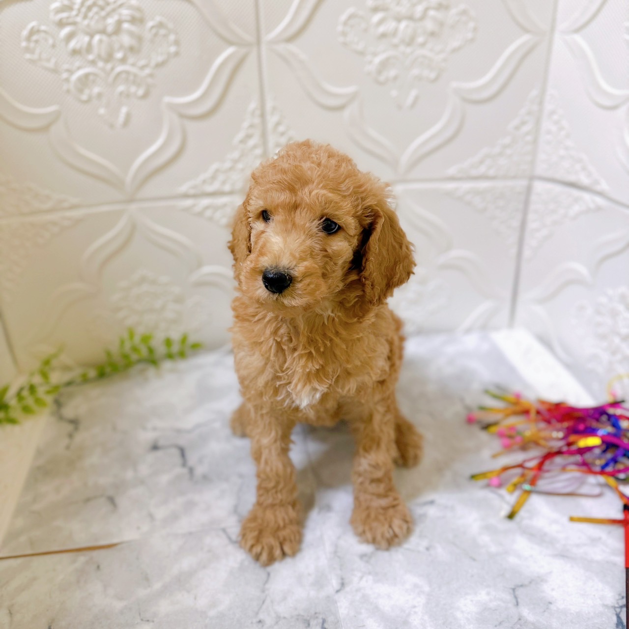 愛知県のスタンダードプードル (犬の家＆猫の里岡崎店/2025年12月9日生まれ/女の子/アプリコット)の子犬の4枚目の画像