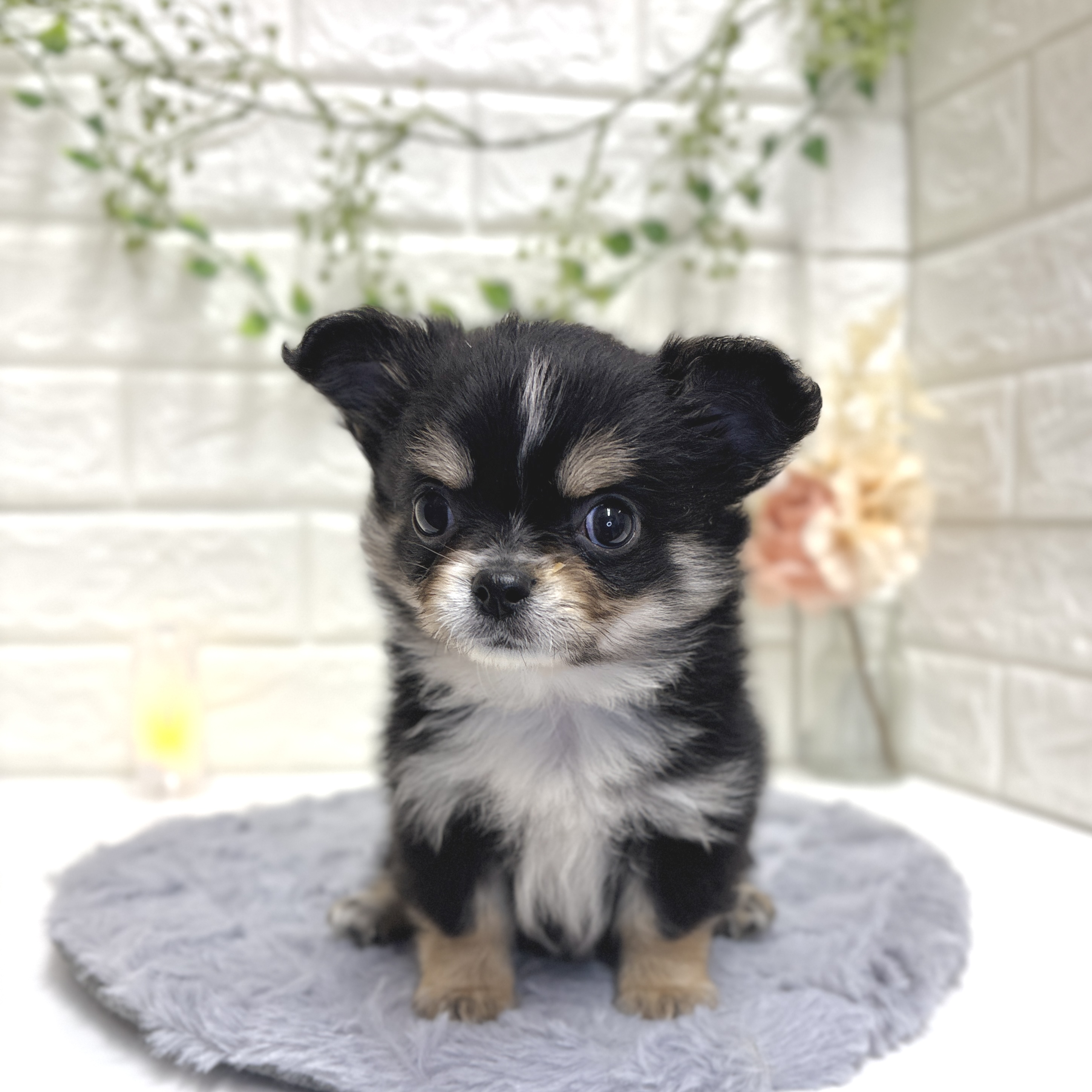 神奈川県のチワワ(ロング) (犬の家＆猫の里相模原店/2025年12月16日生まれ/男の子/ブラックタンホワイト)の子犬の4枚目の画像