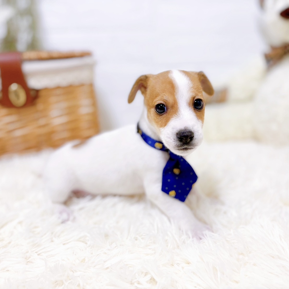 滋賀県のジャックラッセルテリア (犬の家＆猫の里近江八幡店/2026年1月15日生まれ/男の子/タンホワイト)の子犬の4枚目の画像