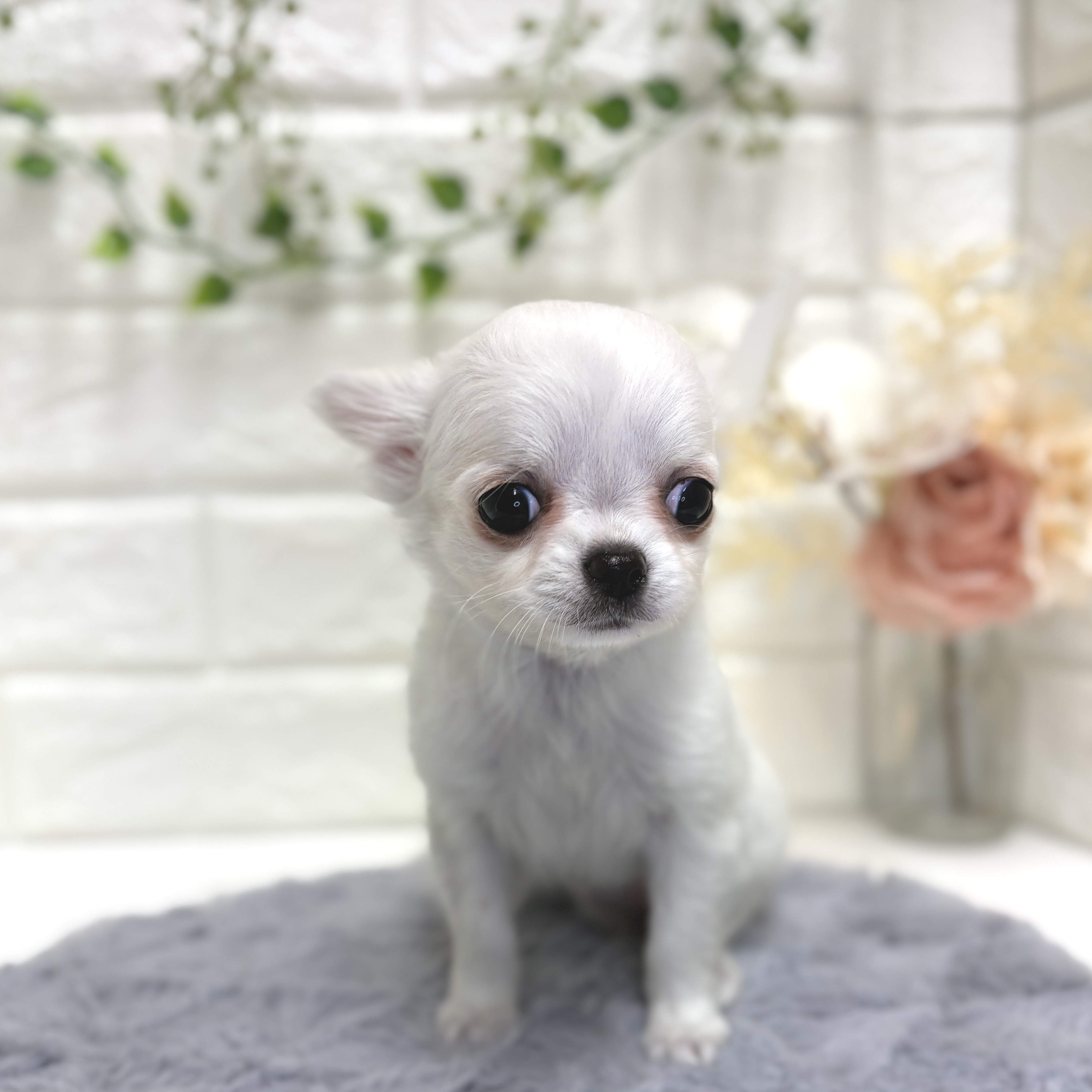神奈川県のチワワ(ロング) (犬の家＆猫の里相模原店/2025年12月10日生まれ/女の子/ホワイト)の子犬の4枚目の画像