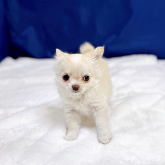 愛知県のチワワ(ロング) (犬の家＆猫の里一宮店/2025年12月16日生まれ/女の子/クリーム)の子犬の4枚目の画像