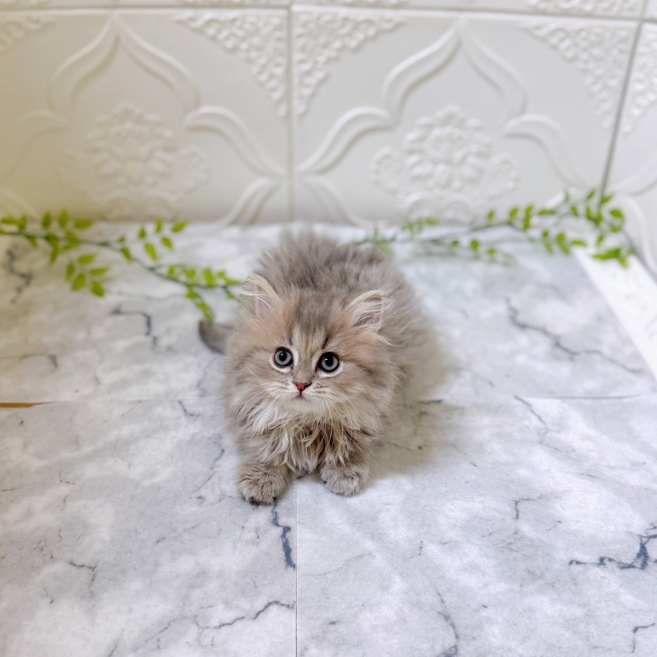 愛知県のミヌエット (犬の家＆猫の里岡崎店/2025年12月14日生まれ/女の子/ブルーチンチラゴールデン)の子猫の4枚目の画像