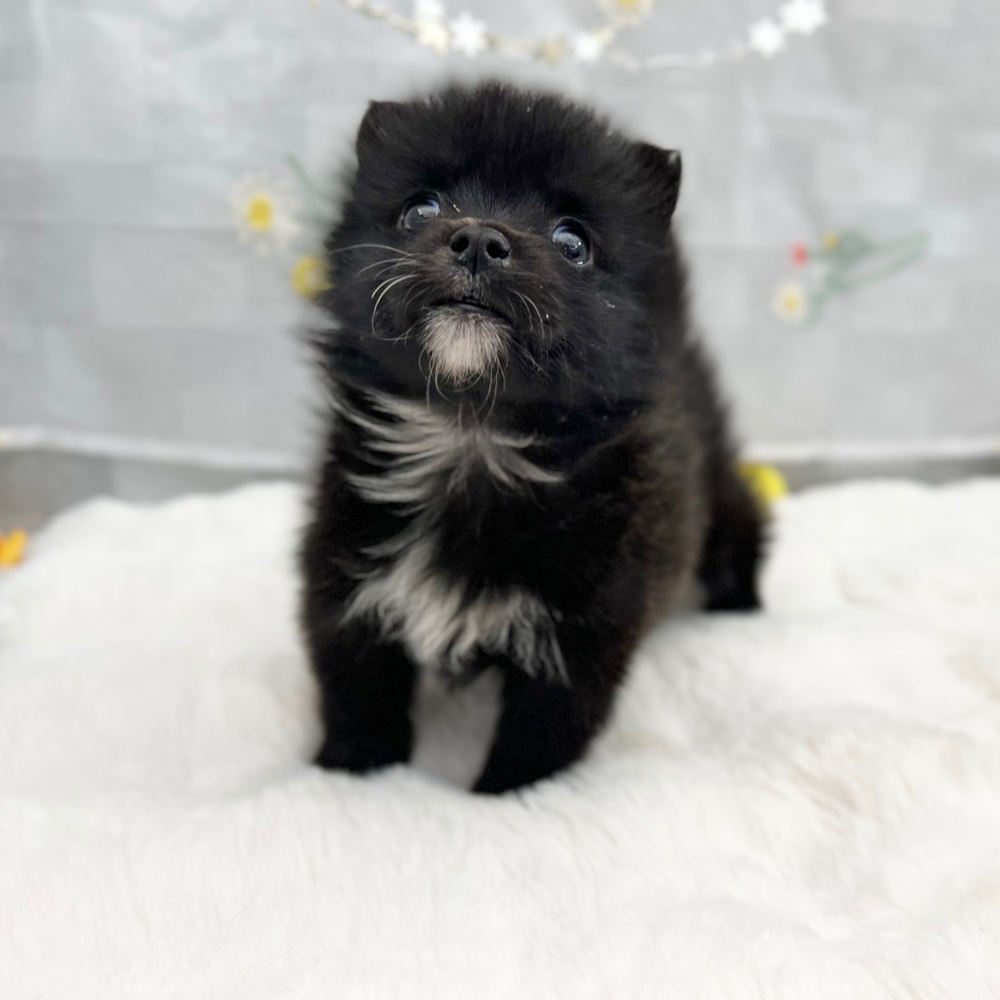 東京都のポメコーギー(ポメラニアン×コーギー) (犬の家＆猫の里新宿店/2025年12月16日生まれ/女の子/ブラックホワイト)の子犬の4枚目の画像