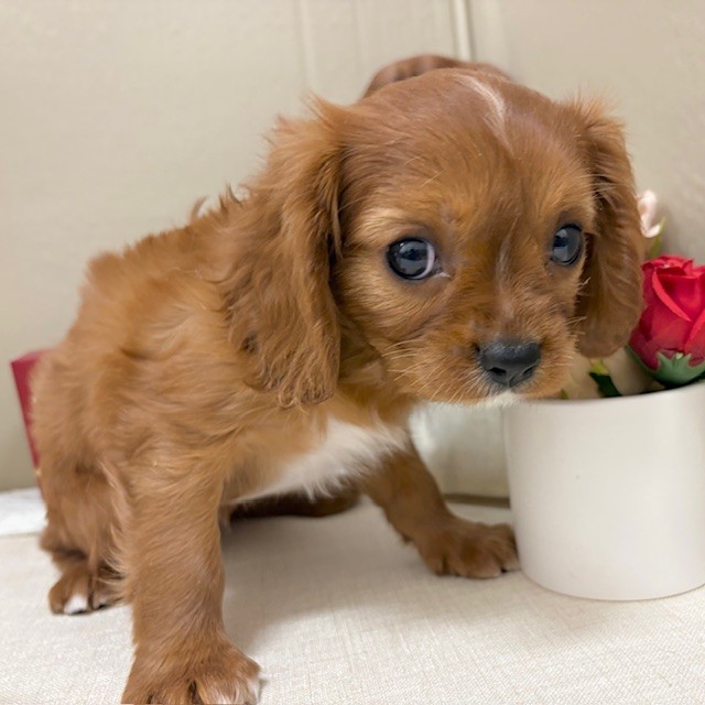 千葉県のキャバリアキングチャールズスパニエル (犬の家＆猫の里ワンズモール稲毛店/2025年12月16日生まれ/女の子/ルビーホワイト)の子犬の4枚目の画像