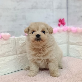 静岡県のポメプー(ポメラニアン×プードル) (犬の家＆猫の里プレ葉ウォーク浜北店/2025年12月15日生まれ/女の子/アプリコット)の子犬の1枚目の画像